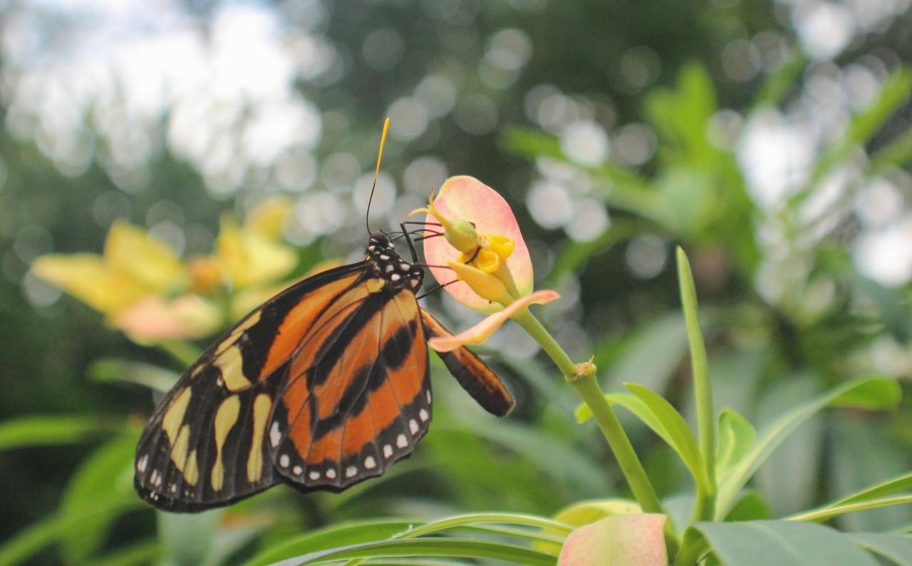 Mariposa