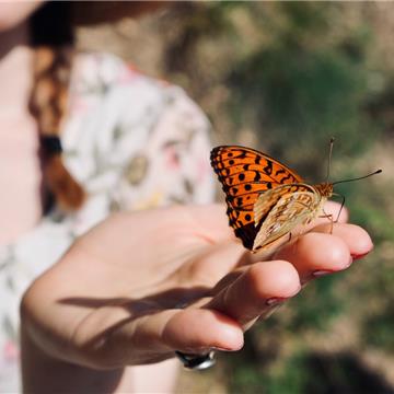 Liberación de mariposas, una celebración de ensueño