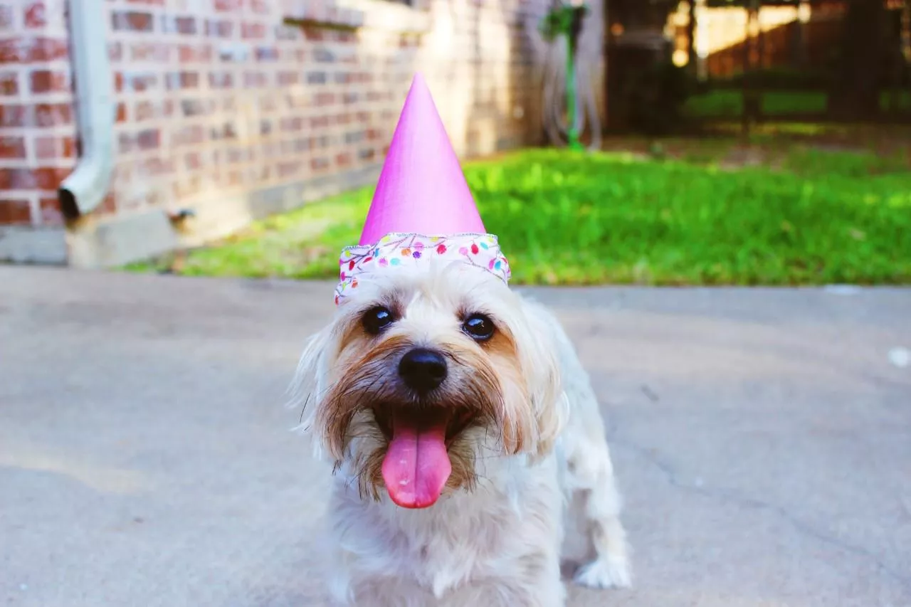 cristal Caramelo Violeta 10 Consejos para el Cumpleaños de tu Mascota