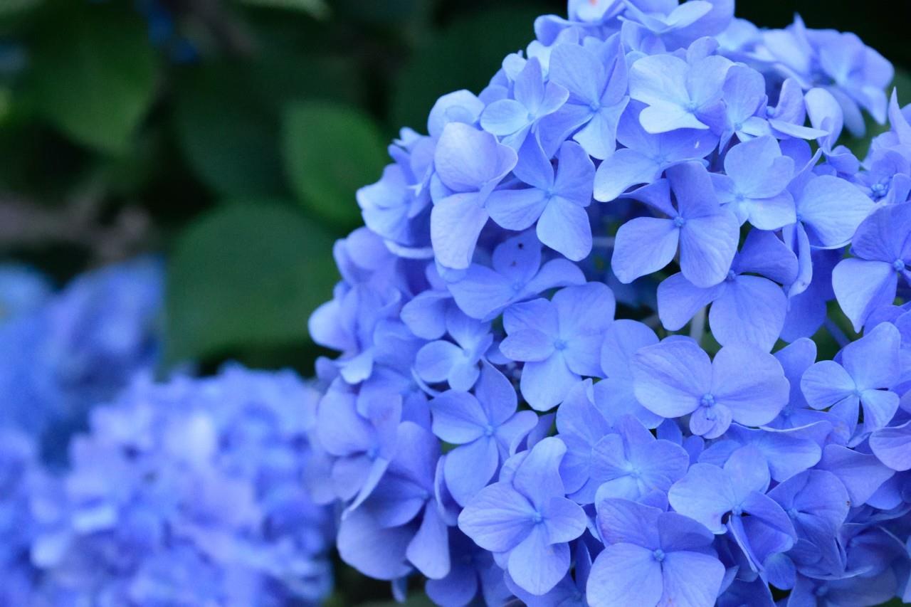 Hortensia