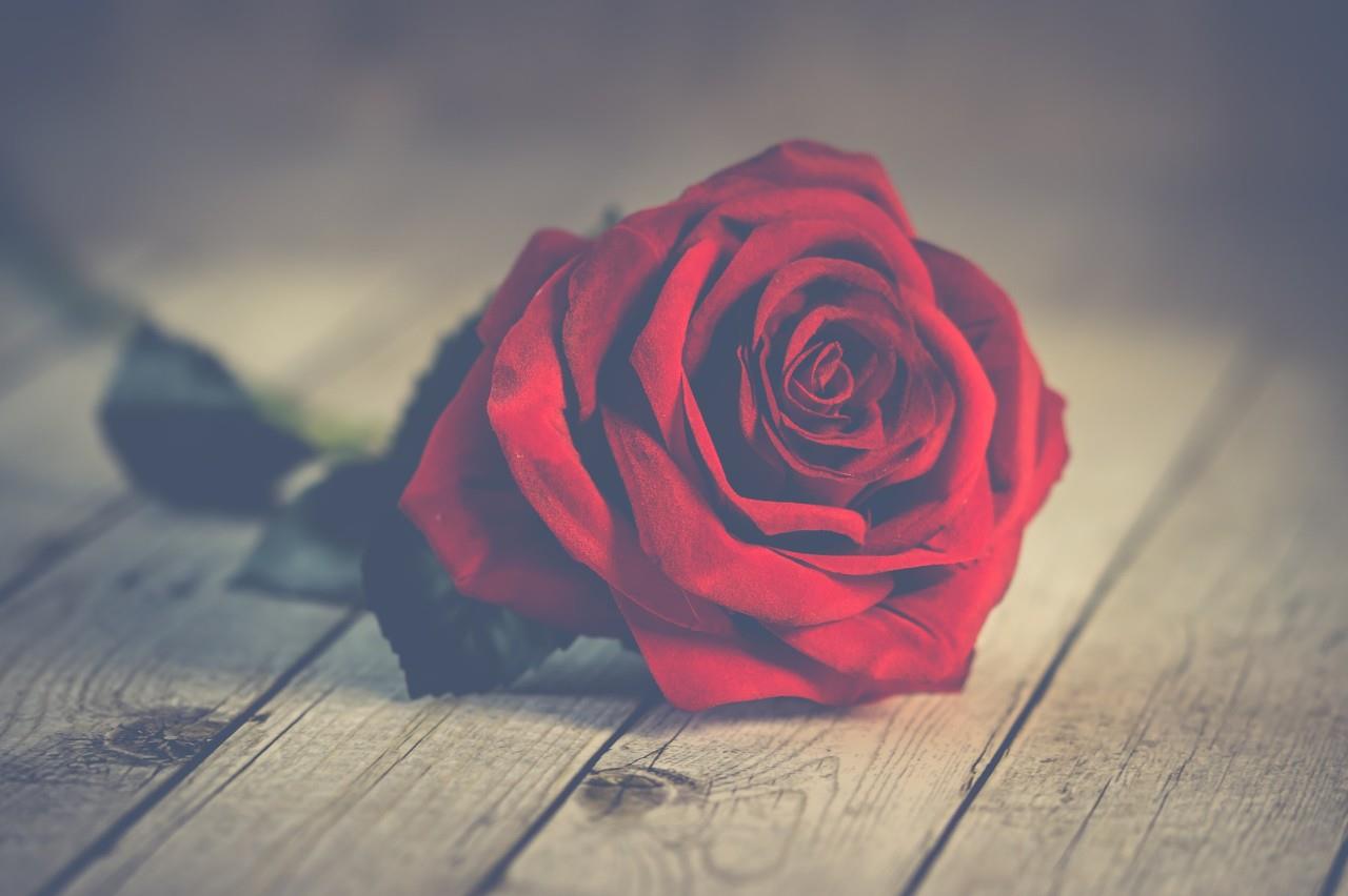 Rosas rojas