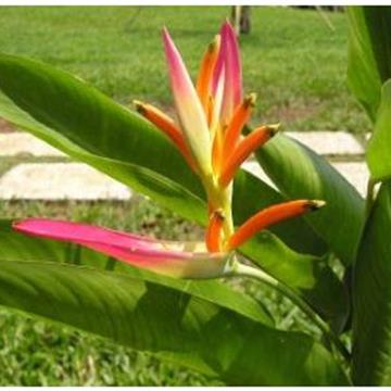 Biocalmor Tropical Flowers