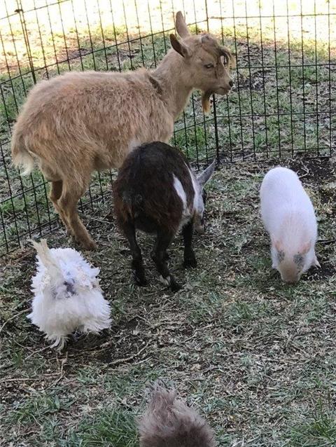 Ponies Petting Zoo Of Miami Fl